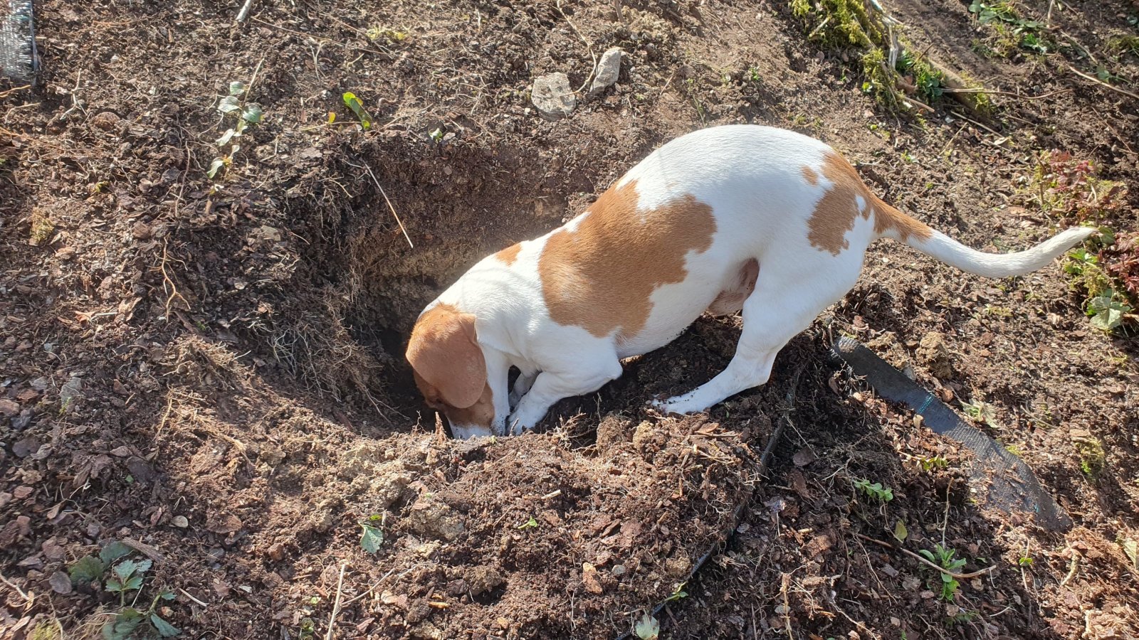 Hier könnte auch Ihr Traumhaus stehen ! Wir von Bien Zenker  erstellen Ihren Wohntraum zusammen mit Ihnen -Grundstück inkl.